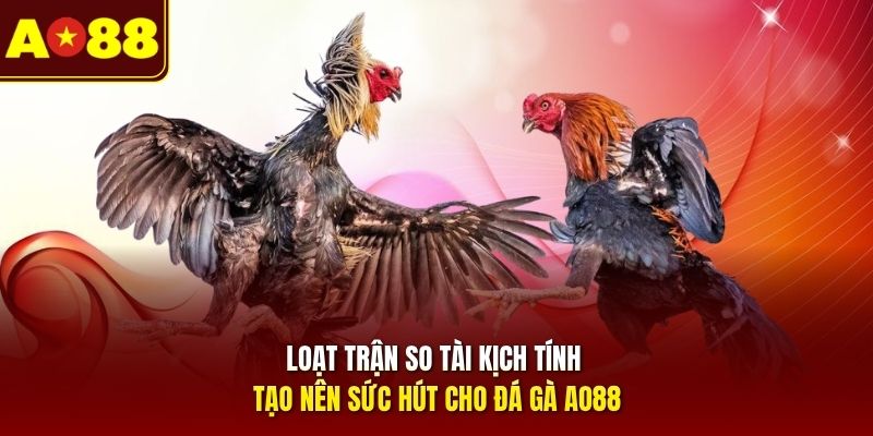 Loạt trận so tài kịch tính tạo nên sức hút cho đá gà AO88