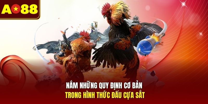 Nắm những quy định cơ bản trong hình thức đấu cựa sắt